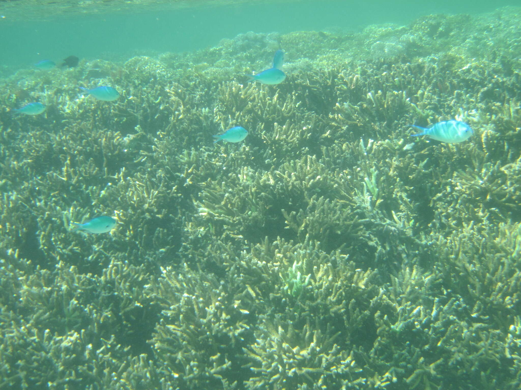 Image of Black-axil chromis