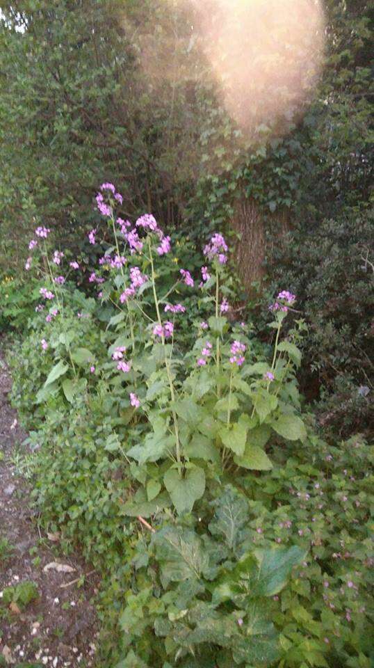 Image of Lunaria annua subsp. annua