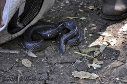 Image of Mexican burrowing pythons