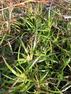 Juncus repens Michx. resmi