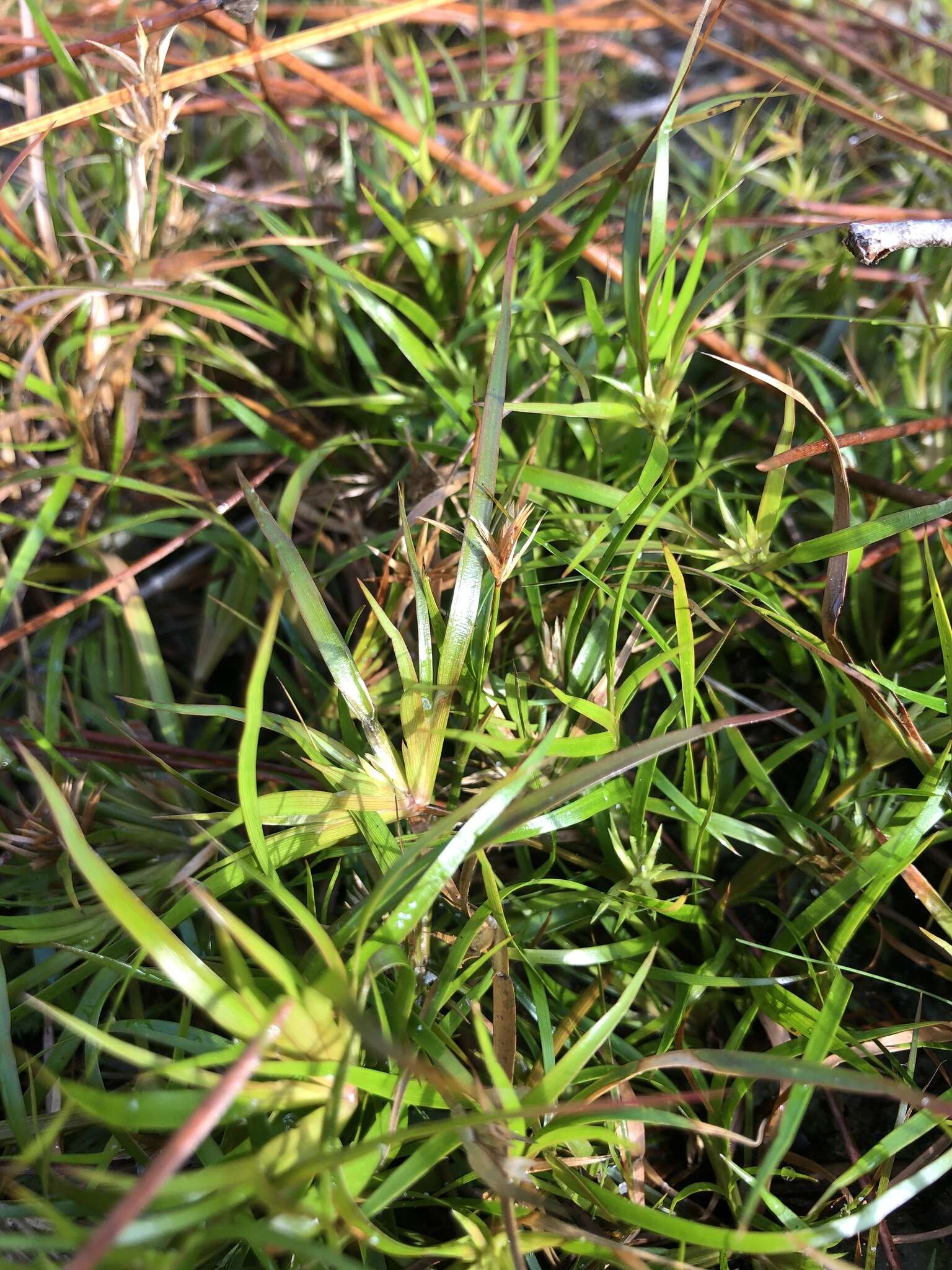 Juncus repens Michx.的圖片