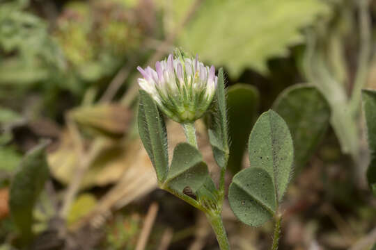 Image of Hedgehog Clover