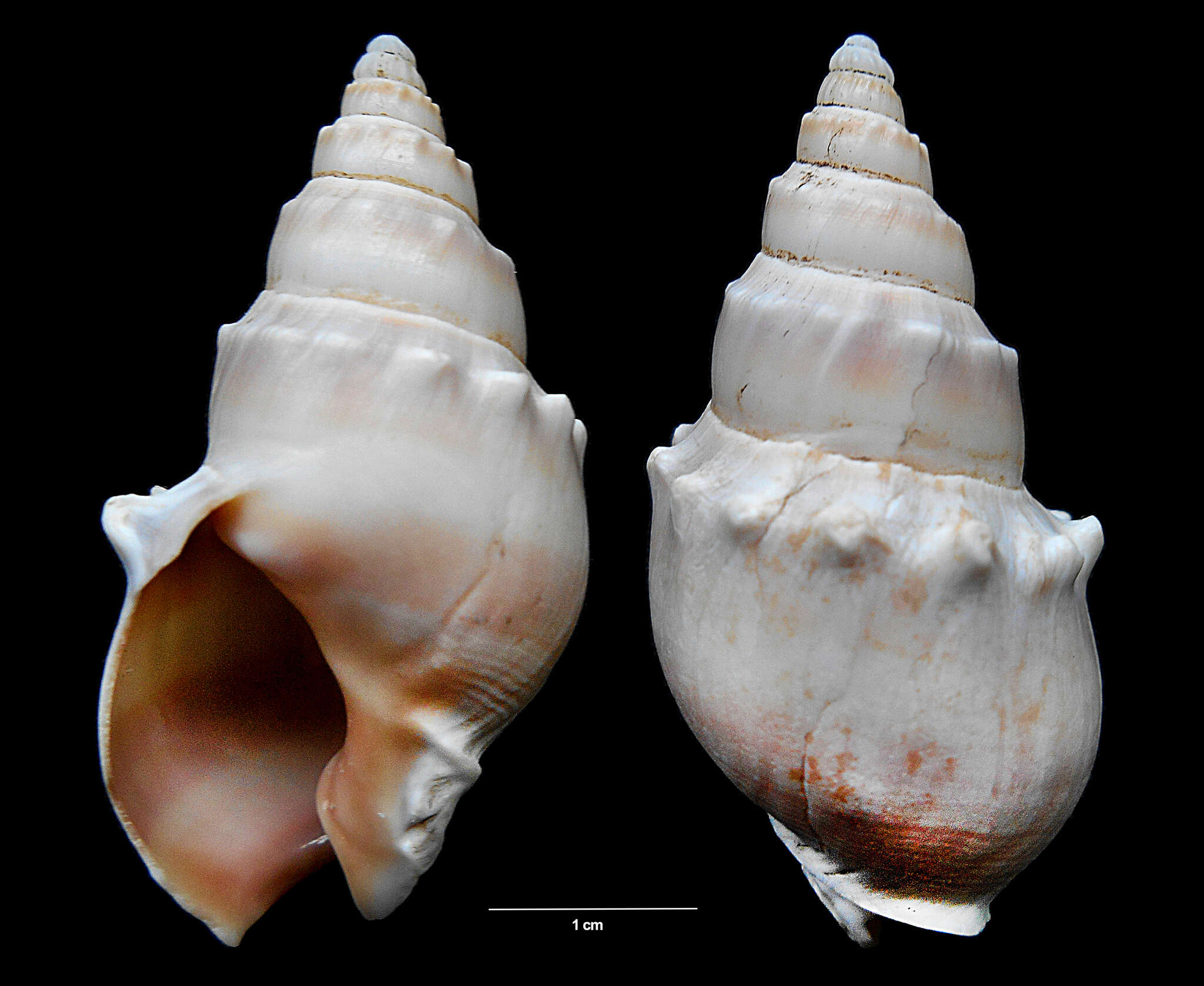 Image of Buccinanopsinae Galindo, Puillandre, Lozouet & Bouchet 2016