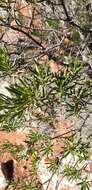 Imagem de Eremophila alternifolia R. Br.