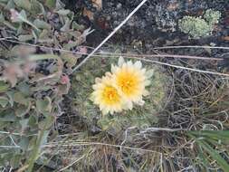 Image of mountain ball cactus