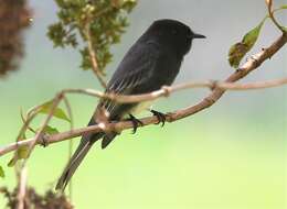 Imagem de Sayornis nigricans amnicola Bangs 1902