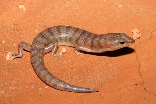 Image of Broad Banded Sand Swimmer