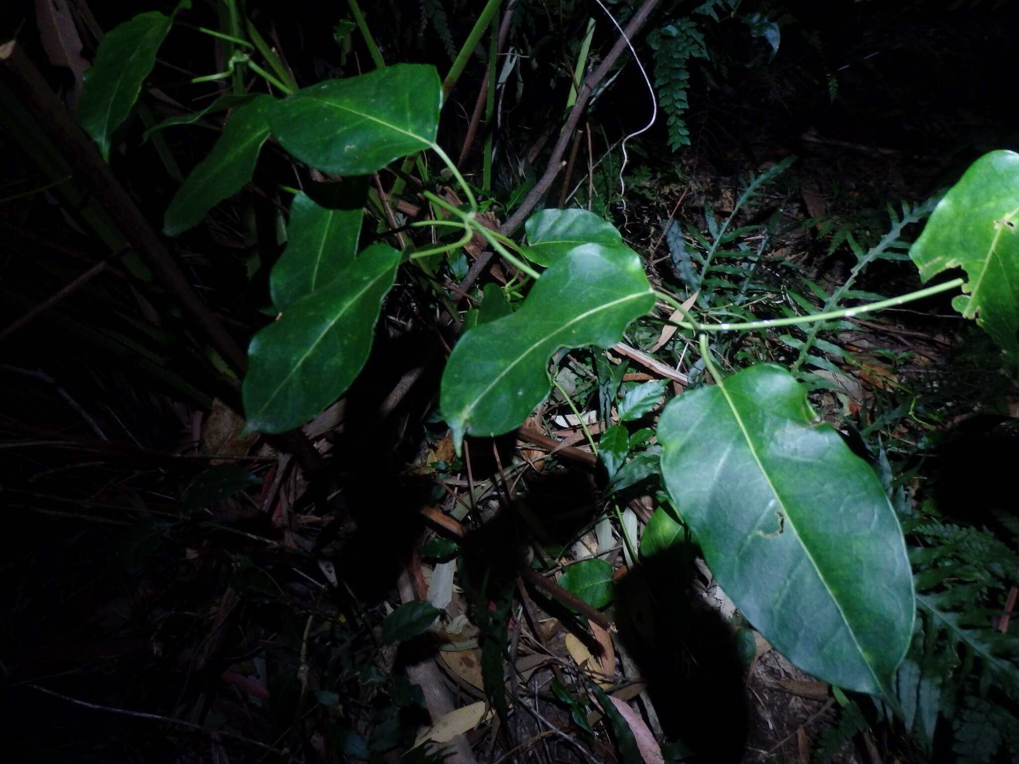 صورة Leichhardtia rostrata (R. Br.) P. I. Forst.