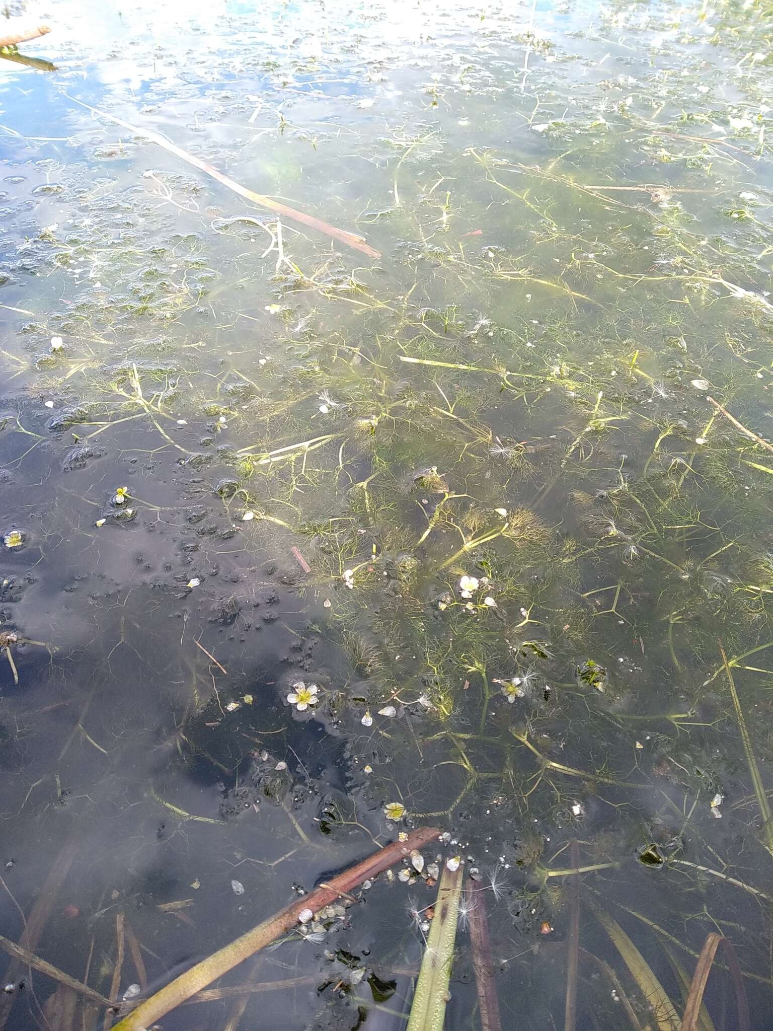 Image of Ranunculus rionii Lagger