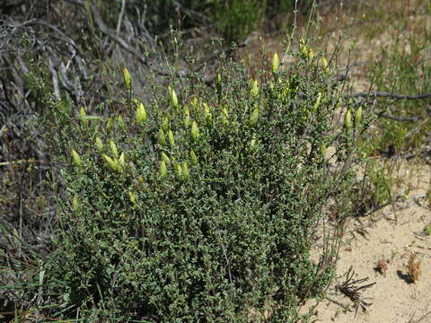 صورة Pteronia cinerea L. fil.