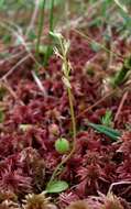 Image of Bog Orchid