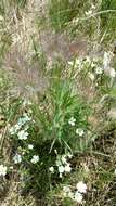 Image of Pulsatilla patens subsp. nuttalliana (DC.) Grey-Wilson