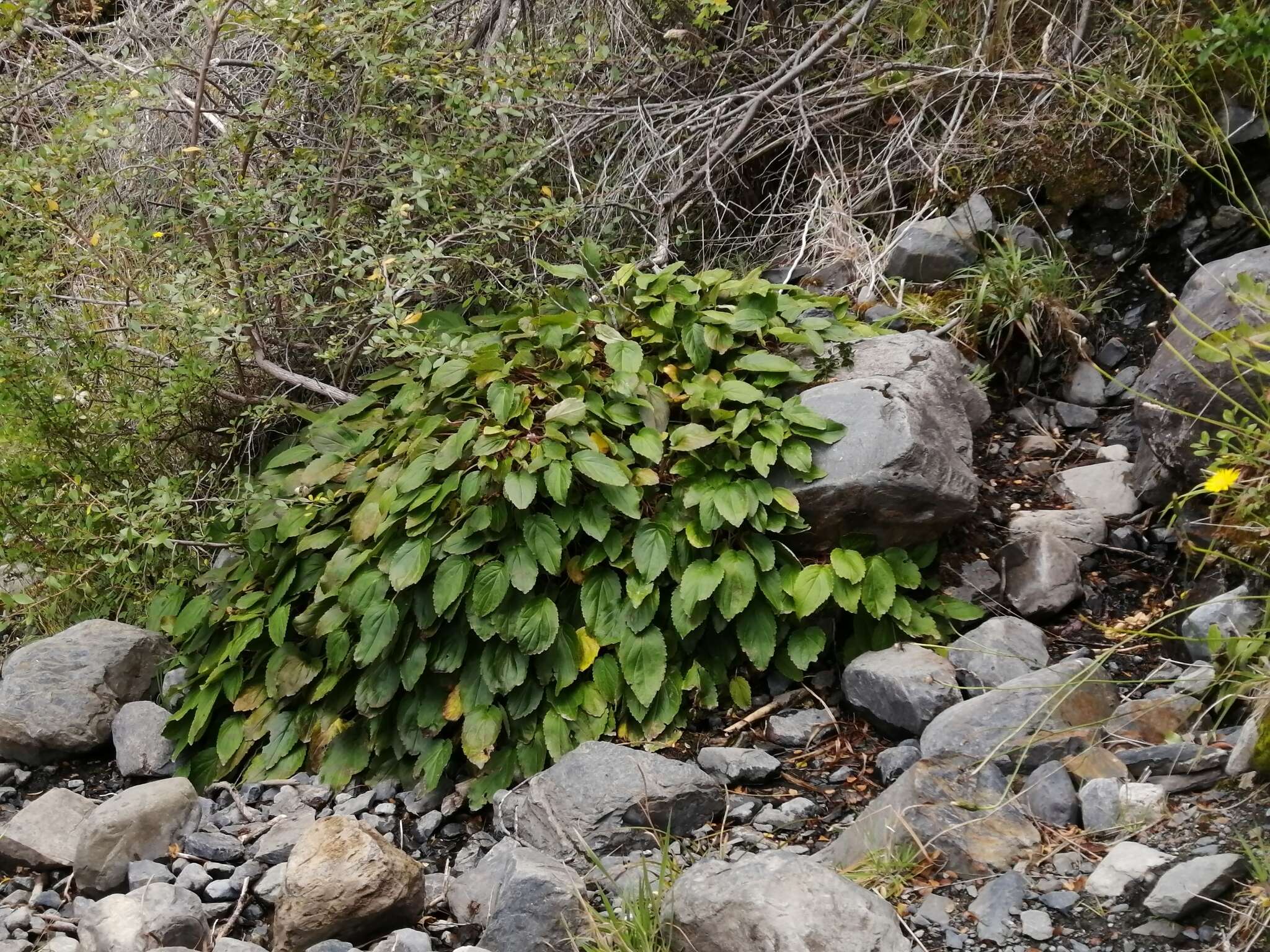 Image de Ourisia ruellioides (L. fil.) Kuntze