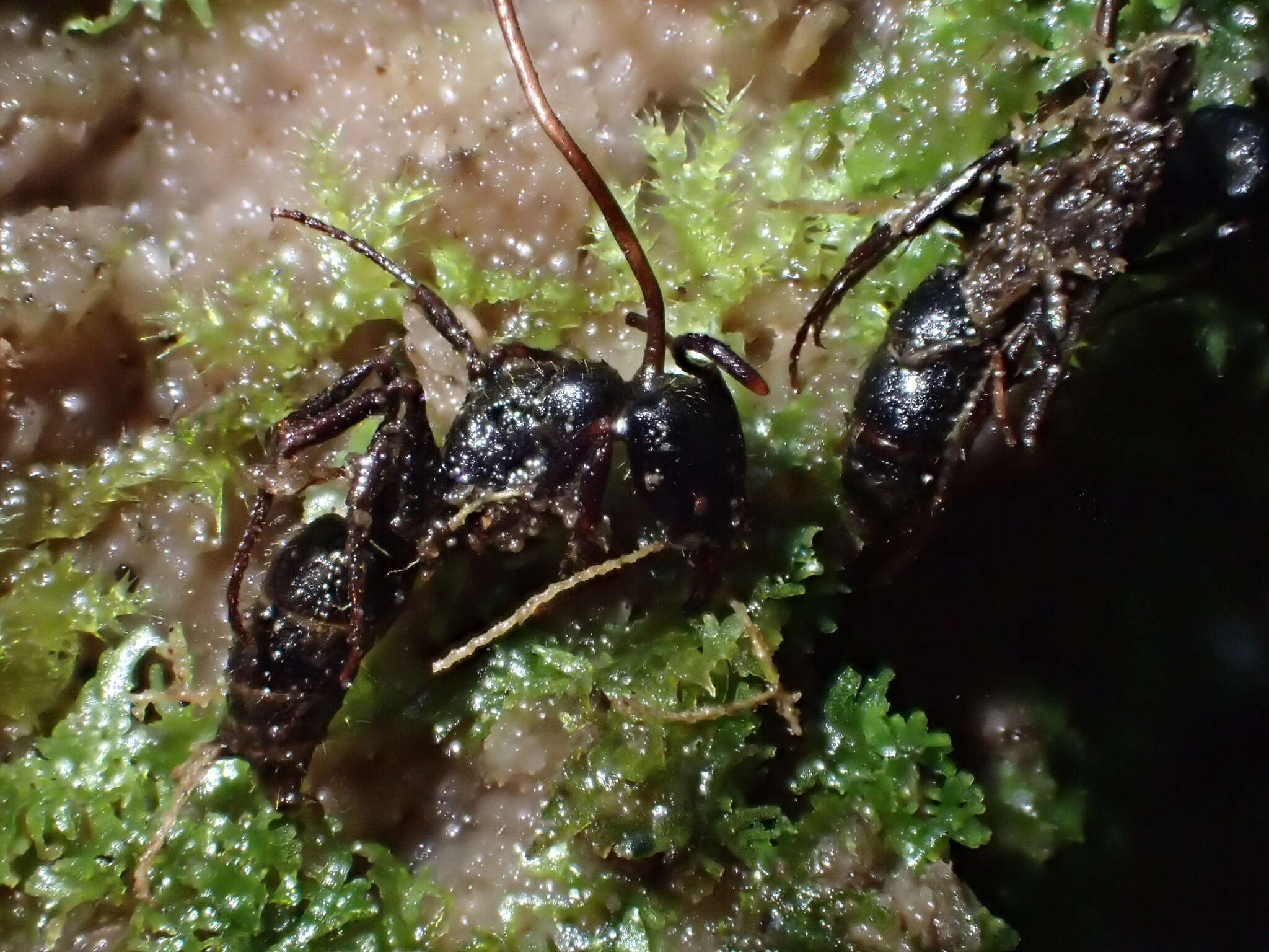 Ophiocordyceps australis (Speg.) G. H. Sung, J. M. Sung, Hywel-Jones & Spatafora 2007 resmi