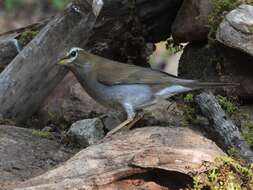 Image of Grey-sided Thrush