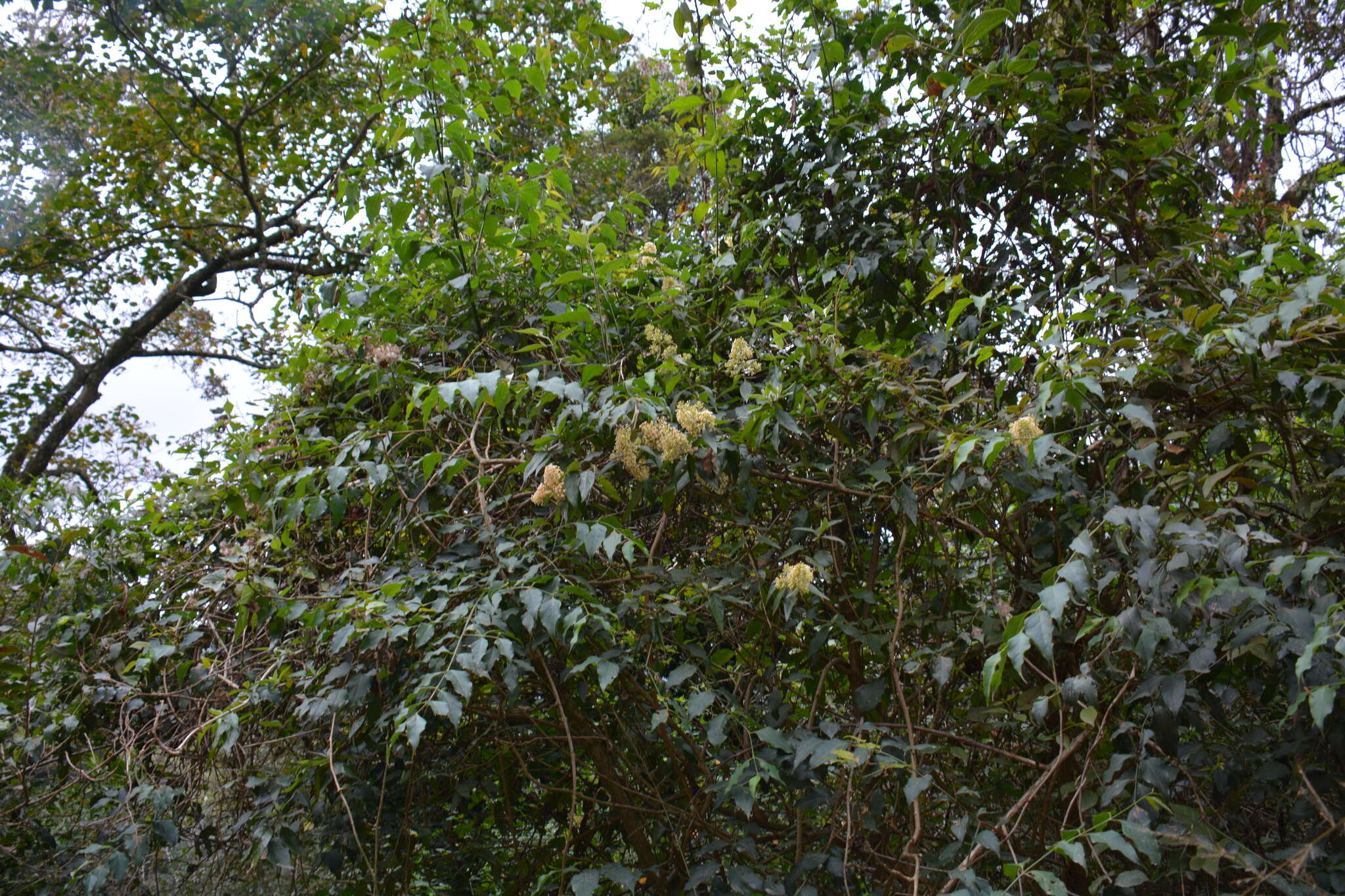 Image of Climbing buddleja