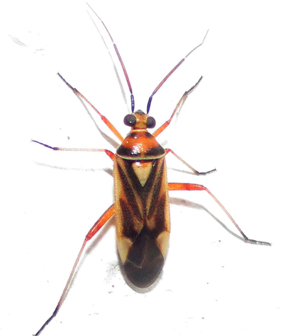 Image of Stenotus transvaalensis (Distant 1904)