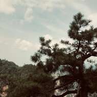 Imagem de Pinus sylvestris var. sylvestris