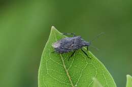 Image of Four-humped Stink Bug