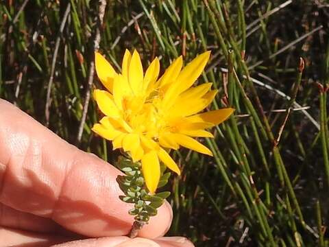 Image of Lachnaea aurea Eckl. & Zeyh. ex Meissn.