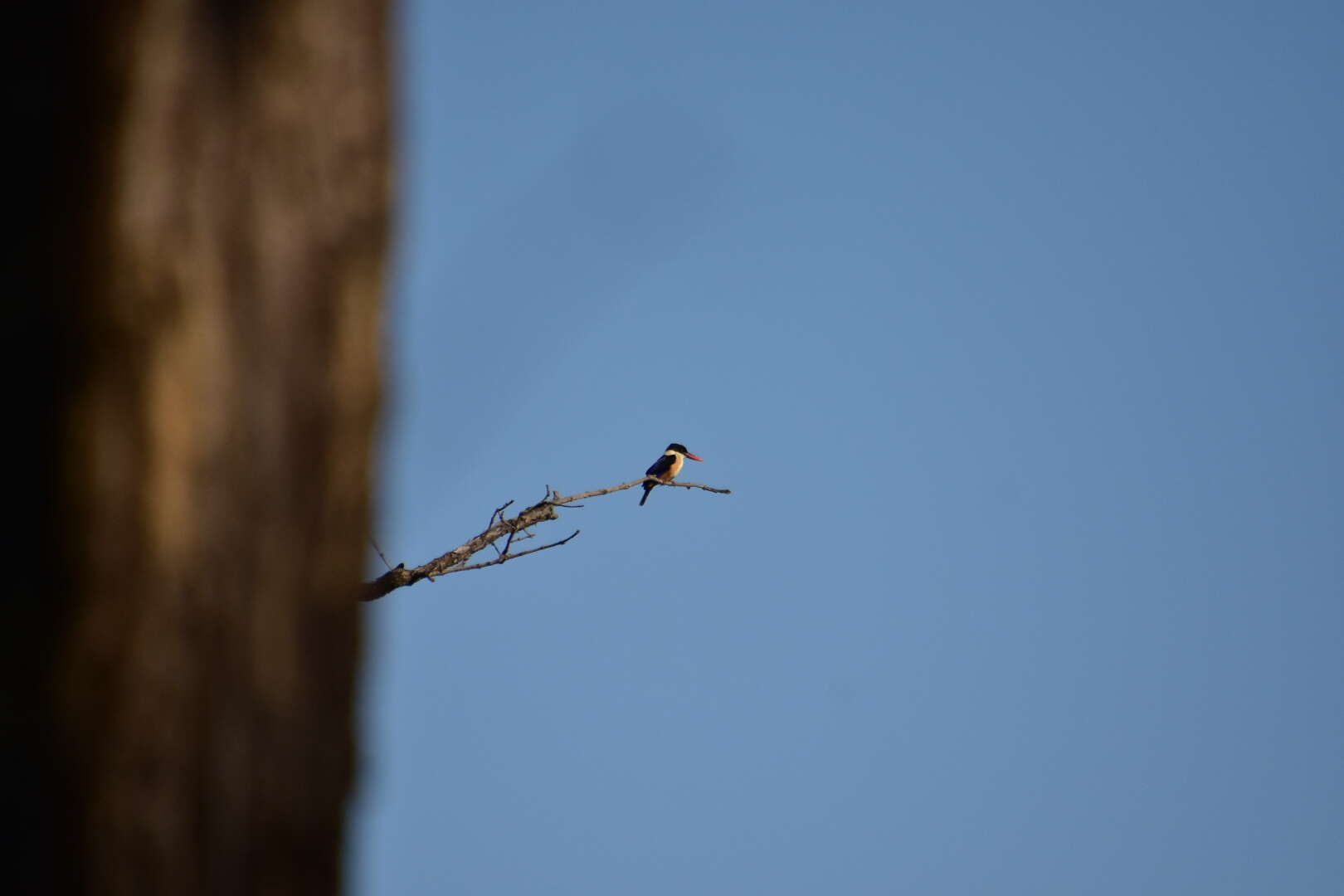 Image of Black-capped Kingfisher