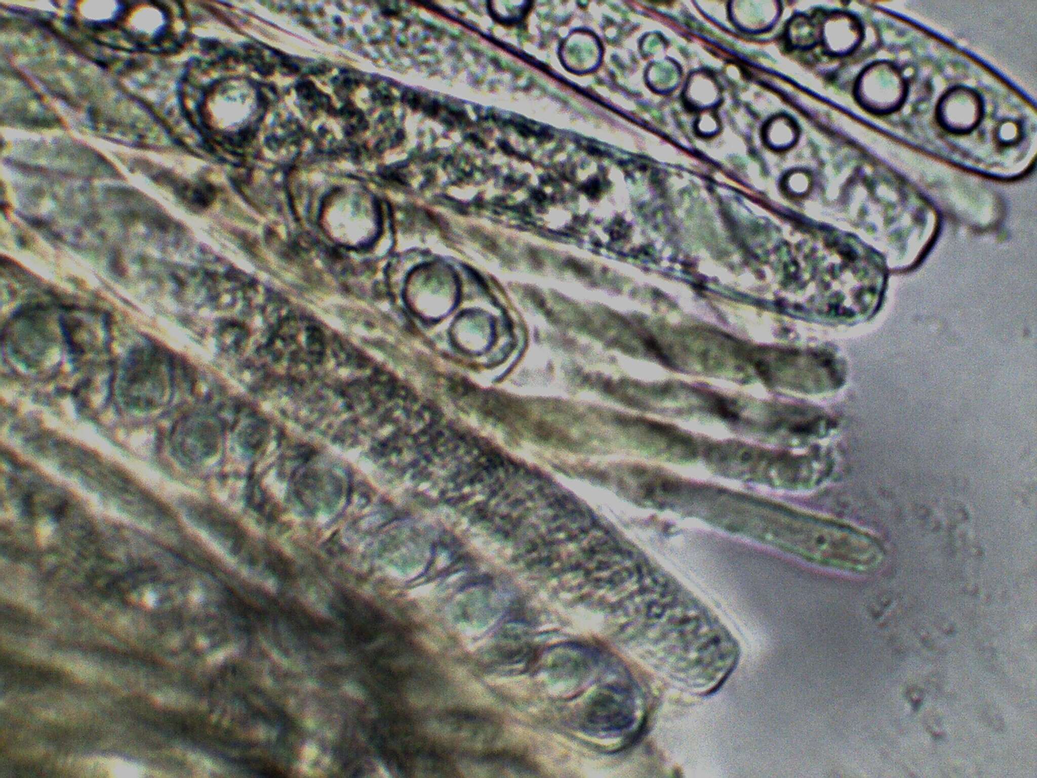 Imagem de Pachyella celtica (Boud.) Häffner 1993