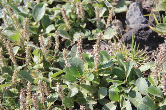 Image of Salix reptans Rupr.