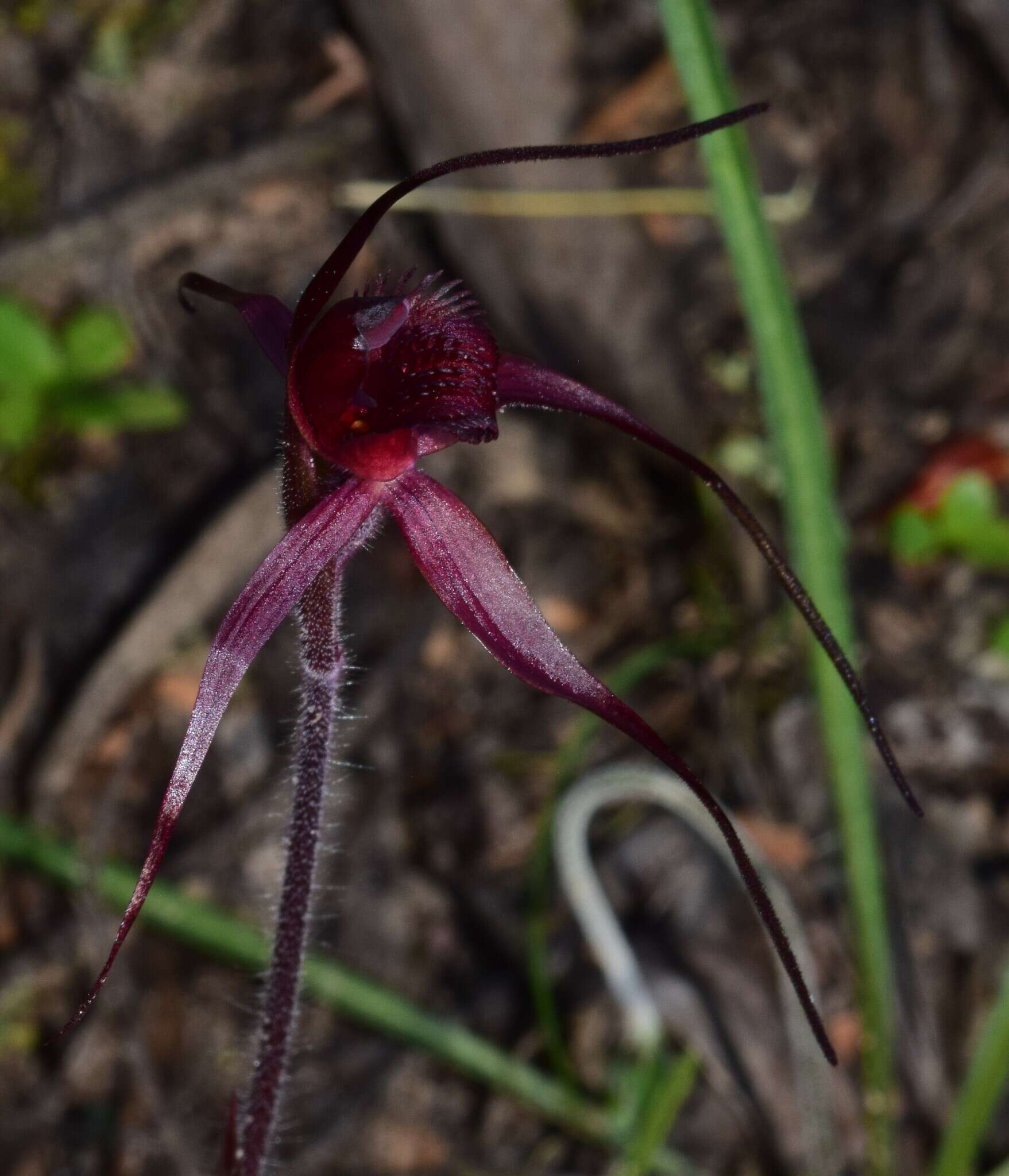 Imagem de Caladenia cruciformis D. L. Jones