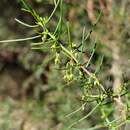 Image de Dodonaea falcata J. G. West