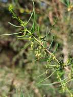 Image of Dodonaea falcata J. G. West