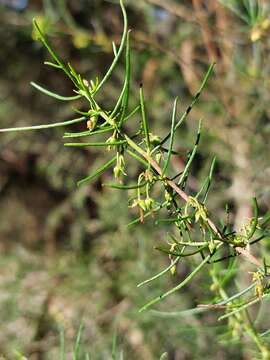 Image de Dodonaea falcata J. G. West