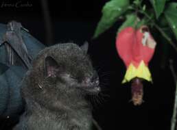 Image of Tailed Tailless Bat