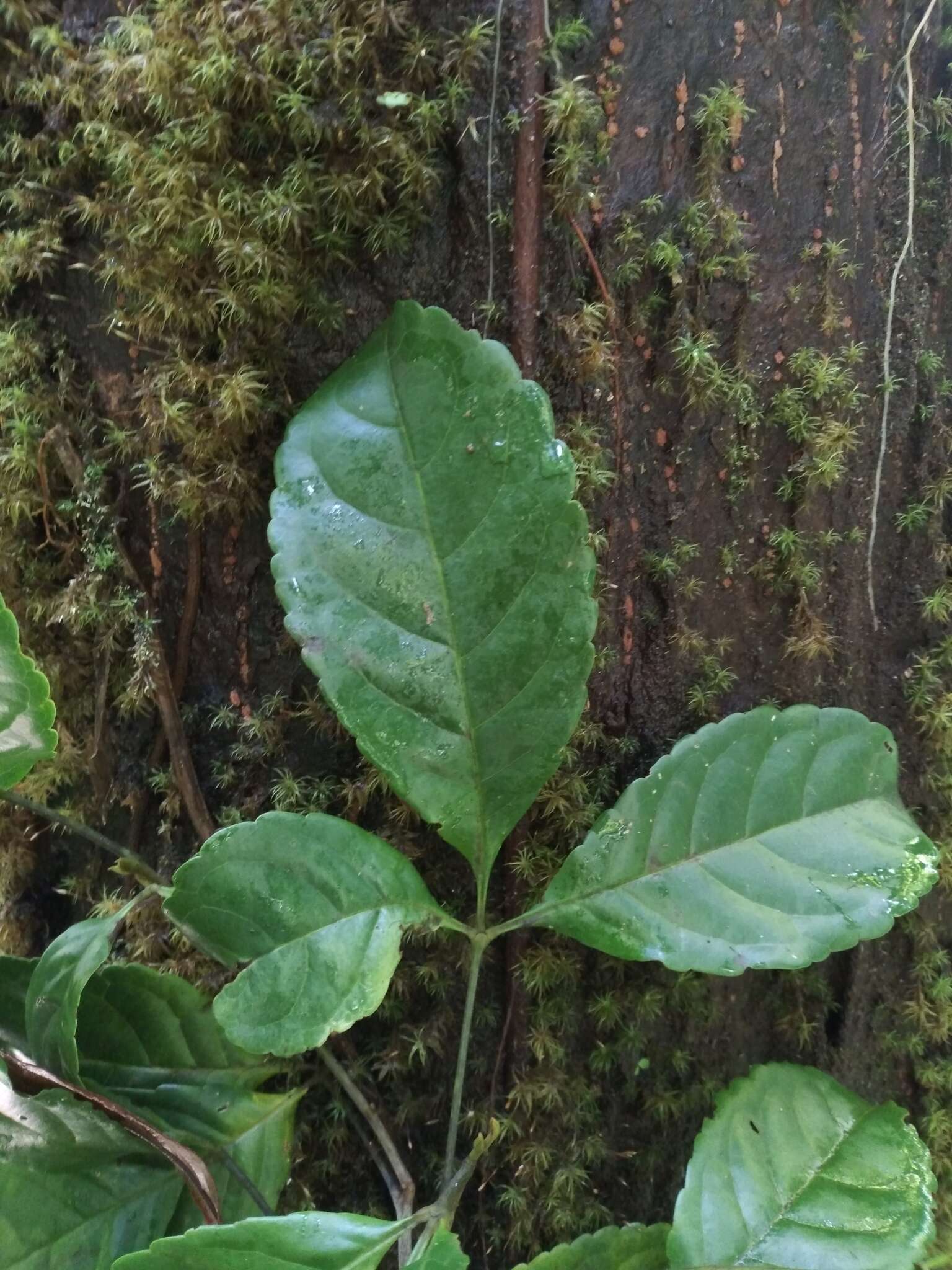 Image of Anthodiscus chocoensis Prance