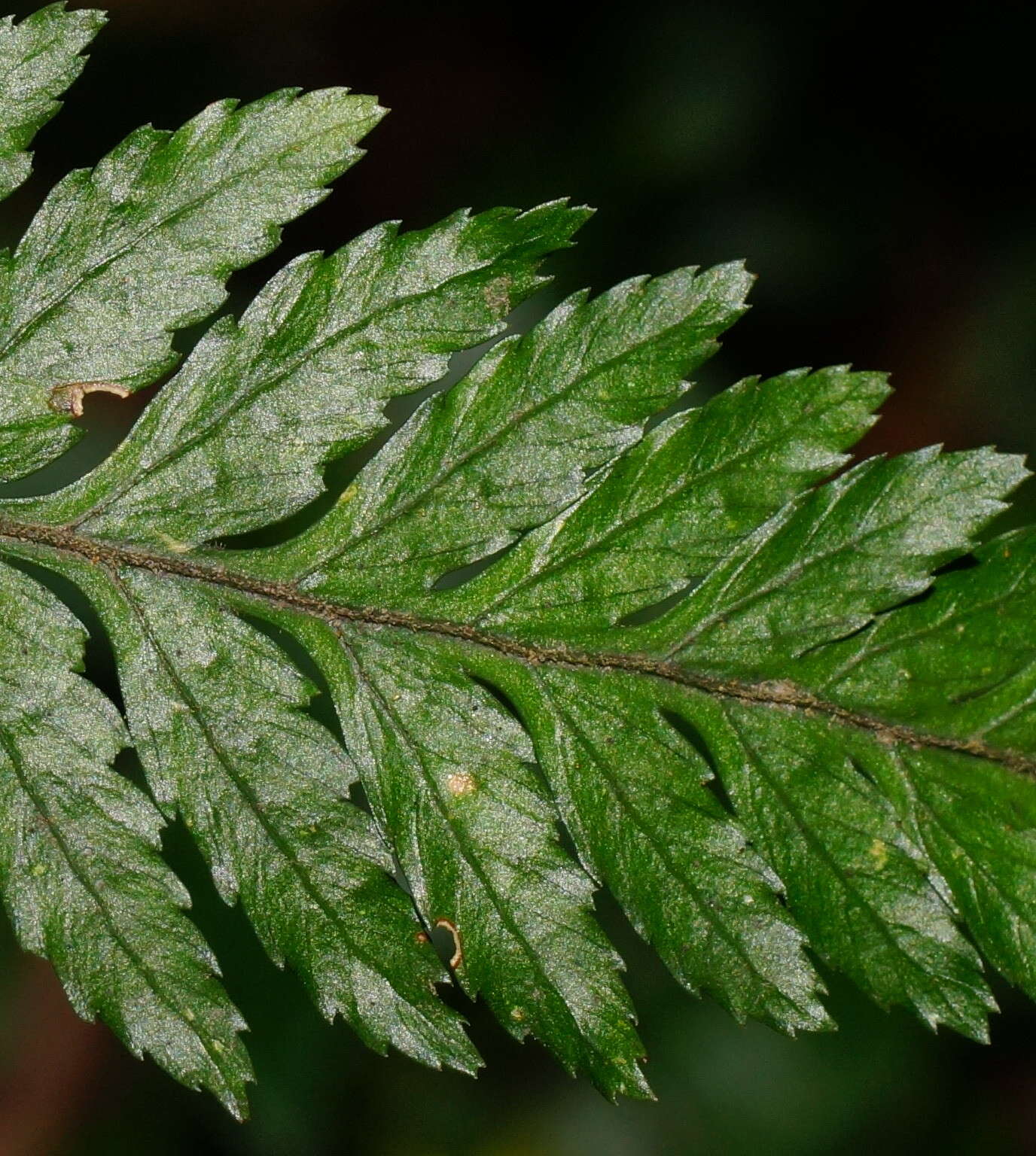 Parapolystichum acuminatum (Houlston) Labiak, Sundue & R. C. Moran的圖片