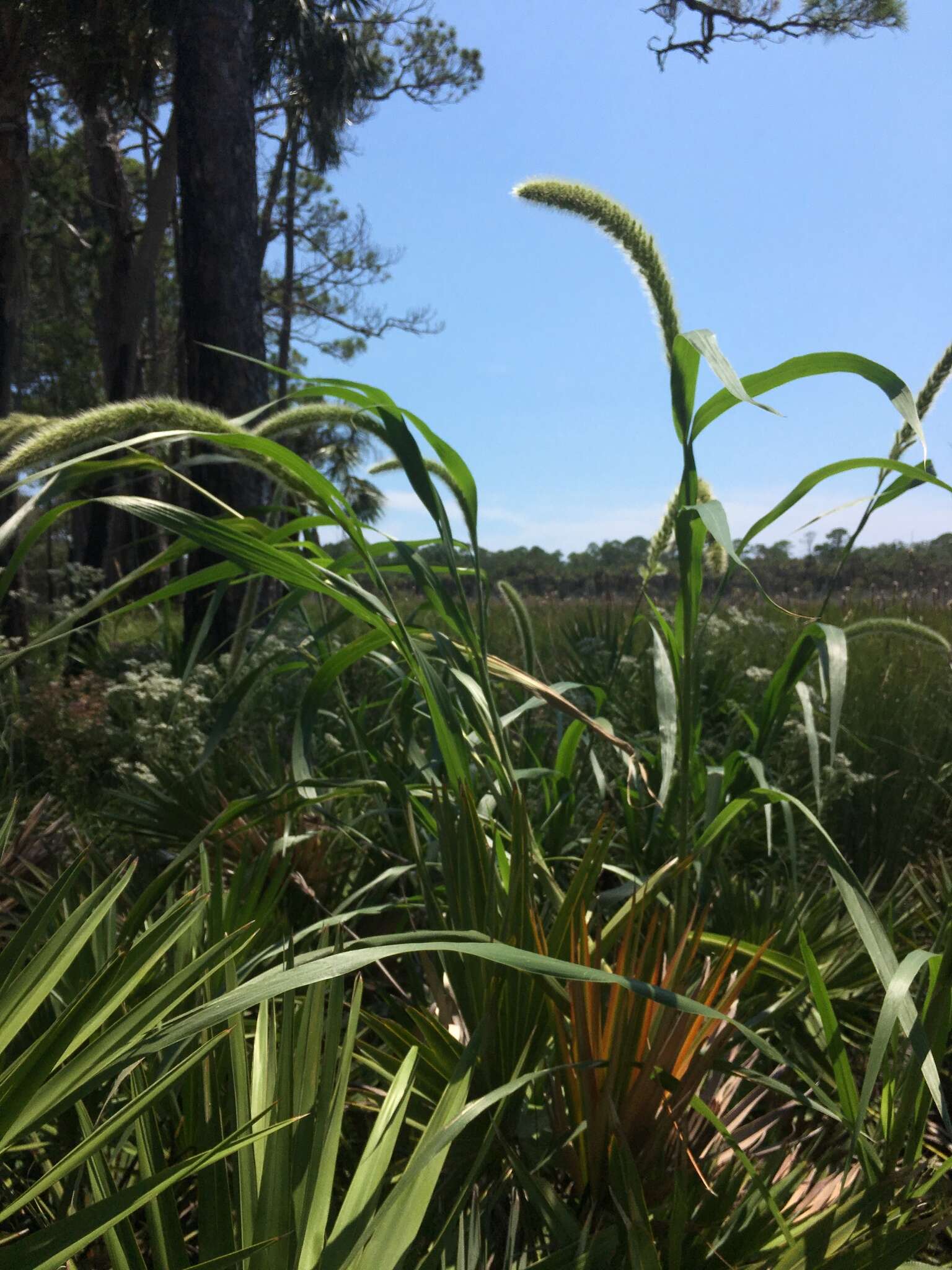 Image of Giant Bristle Grass