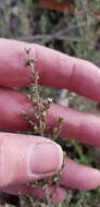 Plancia ëd Mirbelia oxylobioides F. Muell.