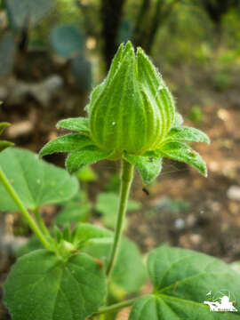 Image of heartleaf rosemallow