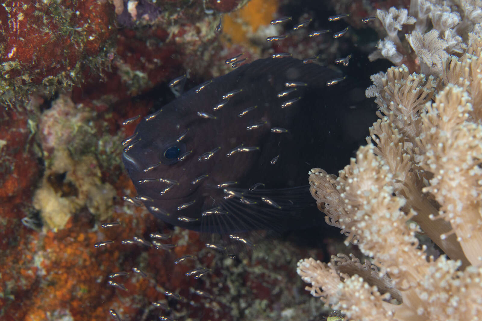 Image of Acanthochromis