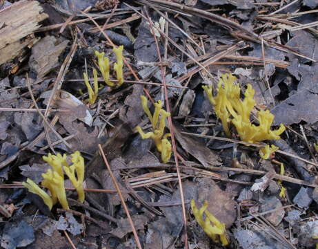 Image de Clavulinopsis corniculata (Schaeff.) Corner 1950