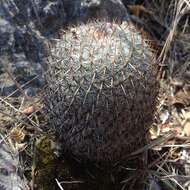 Image of Mammillaria haageana Pfeiff.