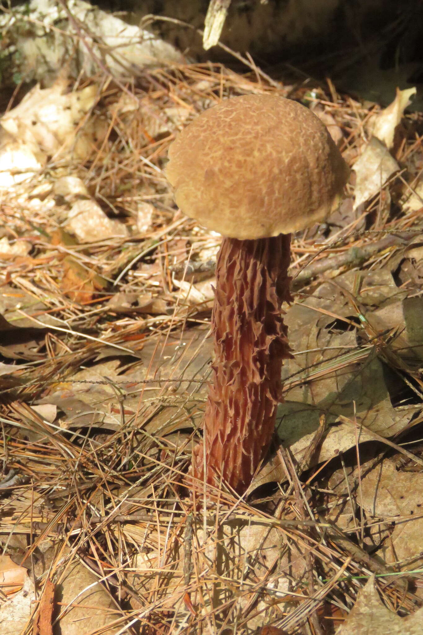 Image of Aureoboletus russellii (Frost) G. Wu & Zhu L. Yang 2016