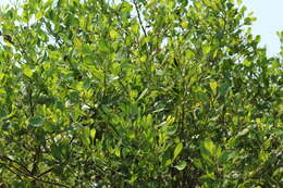 Image of Broombush False Willow
