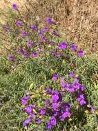 Image of foothill beardtongue