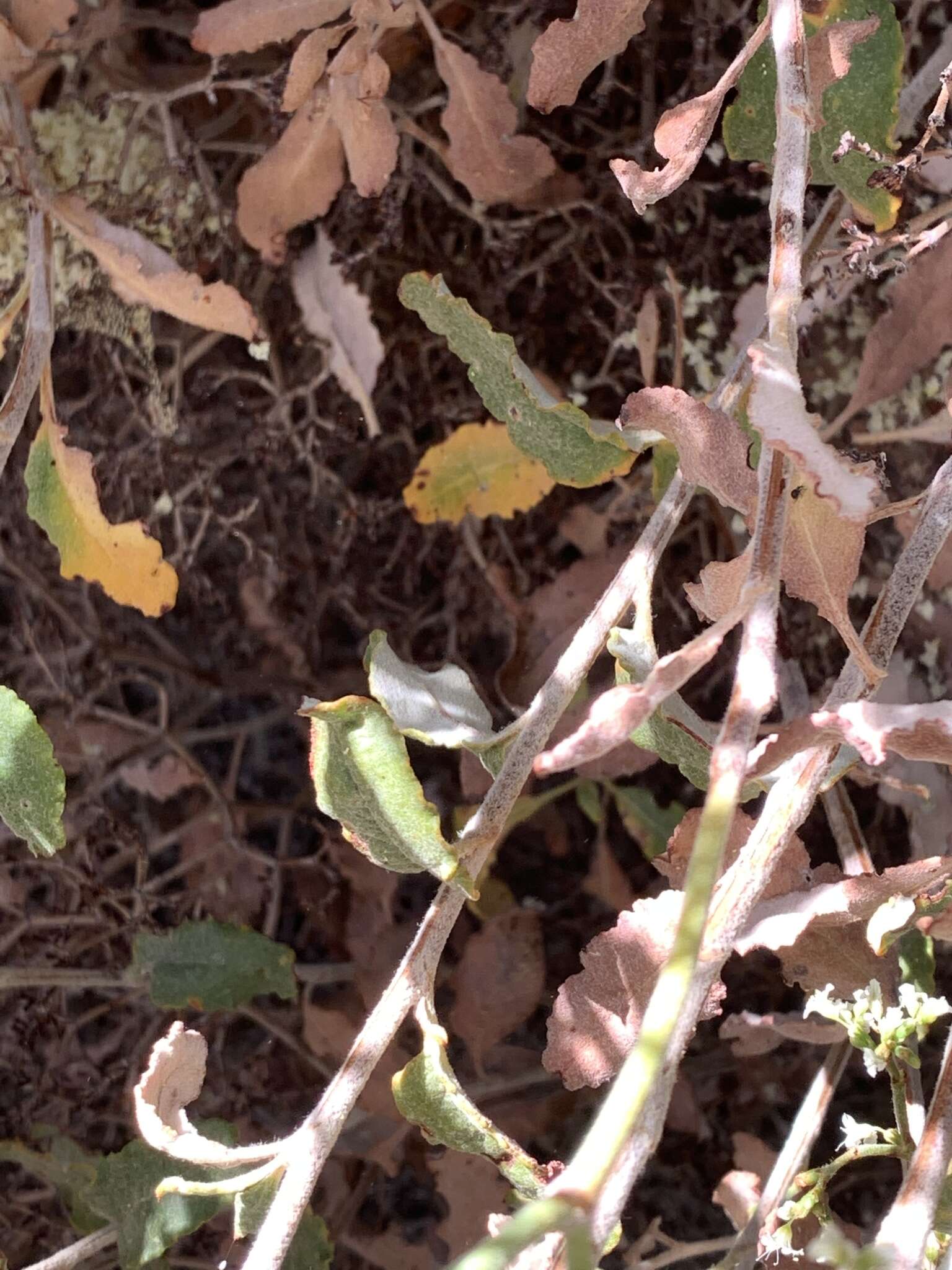 Image of crispleaf buckwheat