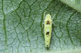 Plancia ëd Limassolla (Limassolla) multipunctata (Matsumura 1920)