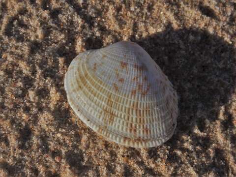 Image of Antigona persimilis (Iredale 1930)