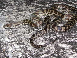 Image of Spotted python