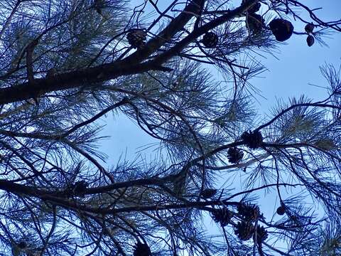 Image of Chihuahua Pine