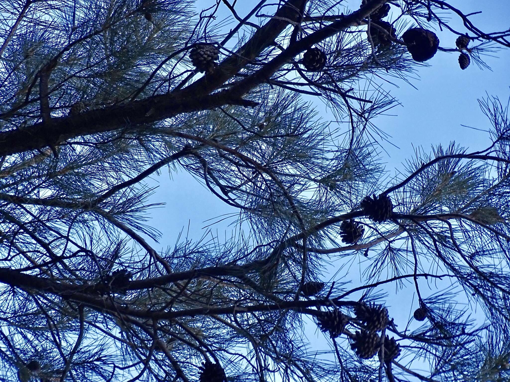 Image of Chihuahua Pine