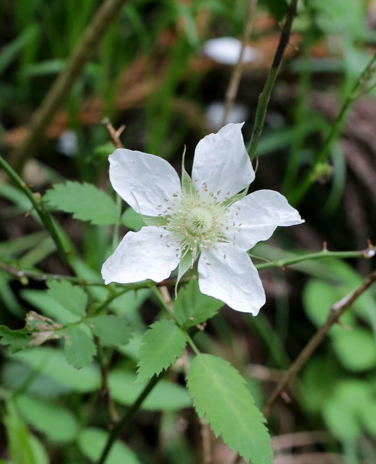 Image of Rubus minusculus H. Lév. & Vaniot